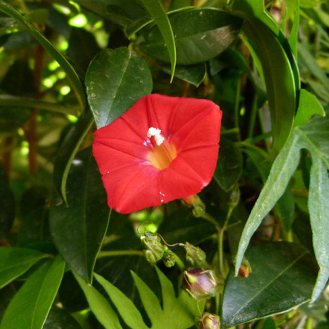 Ipomea Flower seeds for Planting - Wildflower Mix, Heirloom & GMO Free Seeds for Home Garden
Sale for planting in home garden