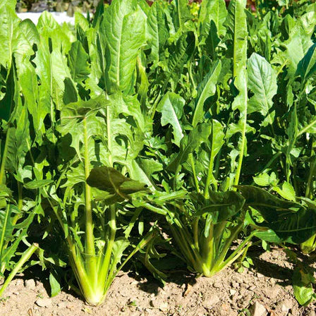 Catalogna Chicory Vegetable Seeds for Planting – Heirloom, Non-GMO, Leafy Green