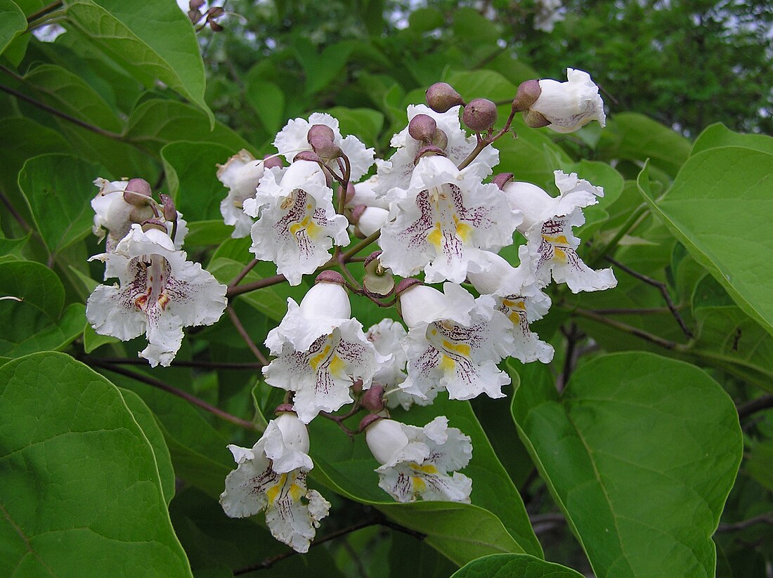 Southern Catalpa Flower Seeds