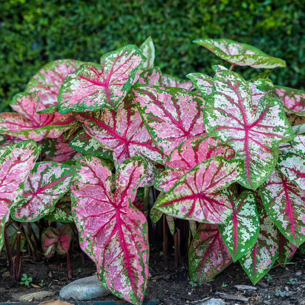 caladium plant seeds Caladium bicolor Plant Seeds – Heirloom, Non-GMO, Shade-Loving, Perenn – Pure Asia Seeds