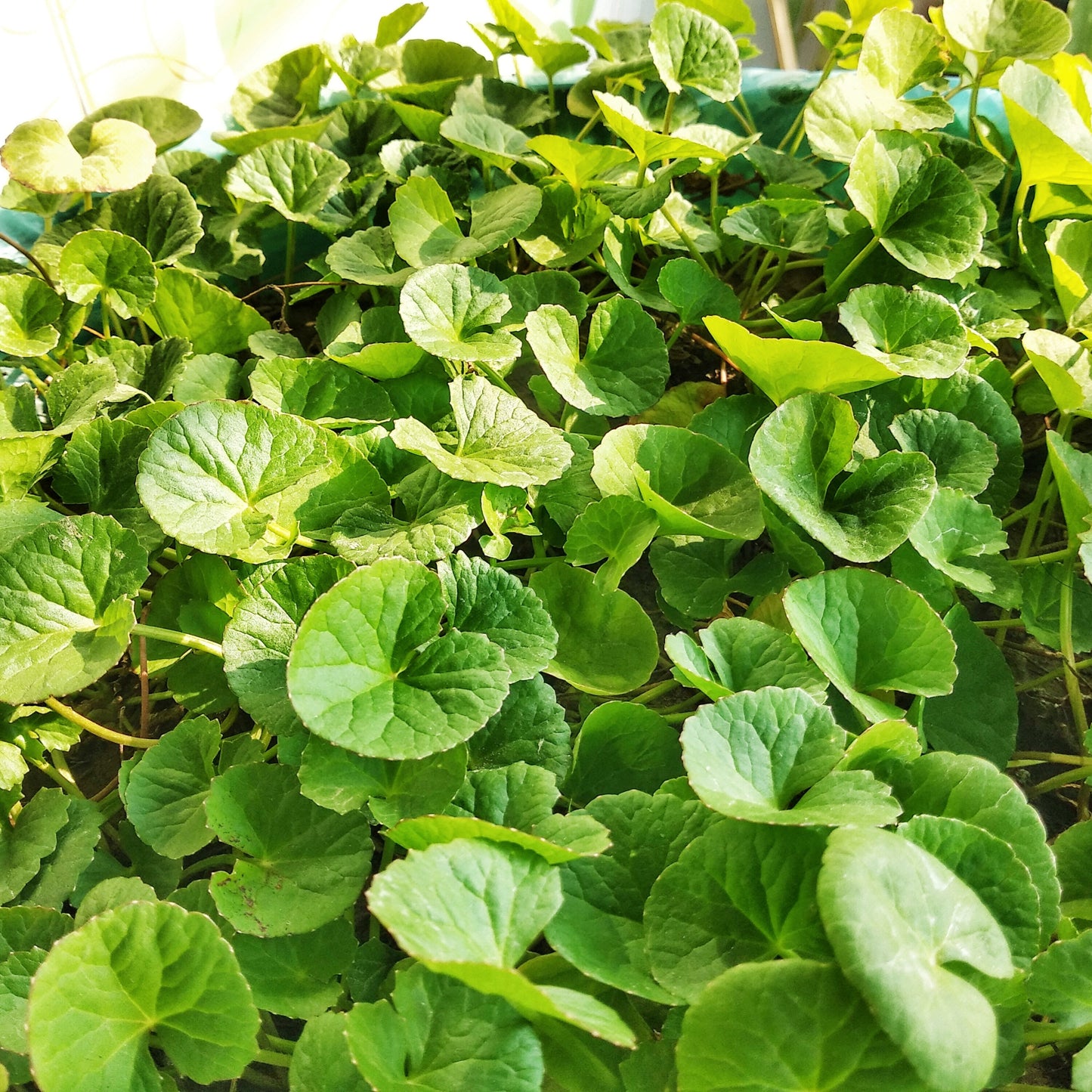 Centella Asiatica Gotu Kola Herb Seeds