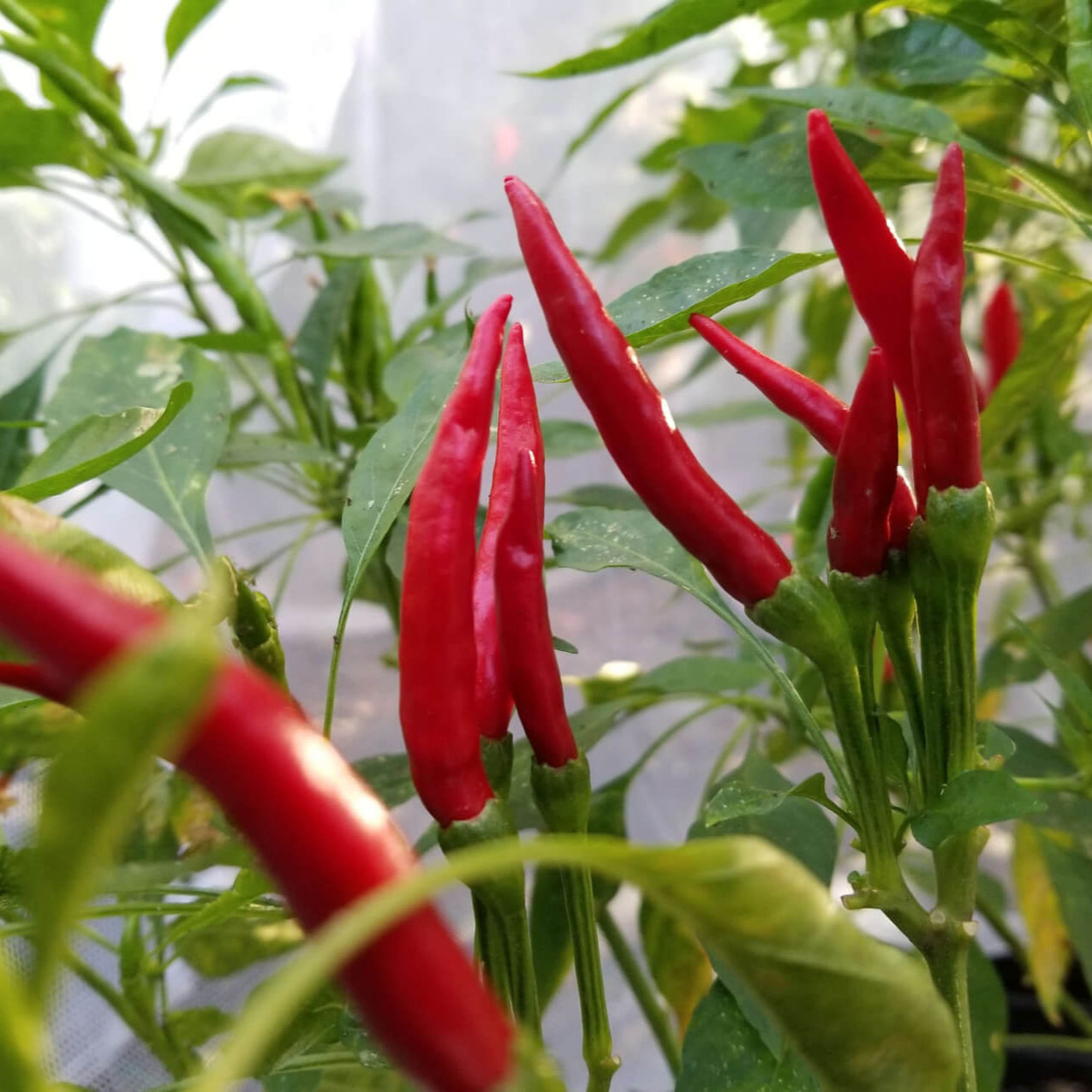 Thai Dragon Chili Pepper Seeds – Heirloom, Non-GMO, Hot, Easy to Grow
