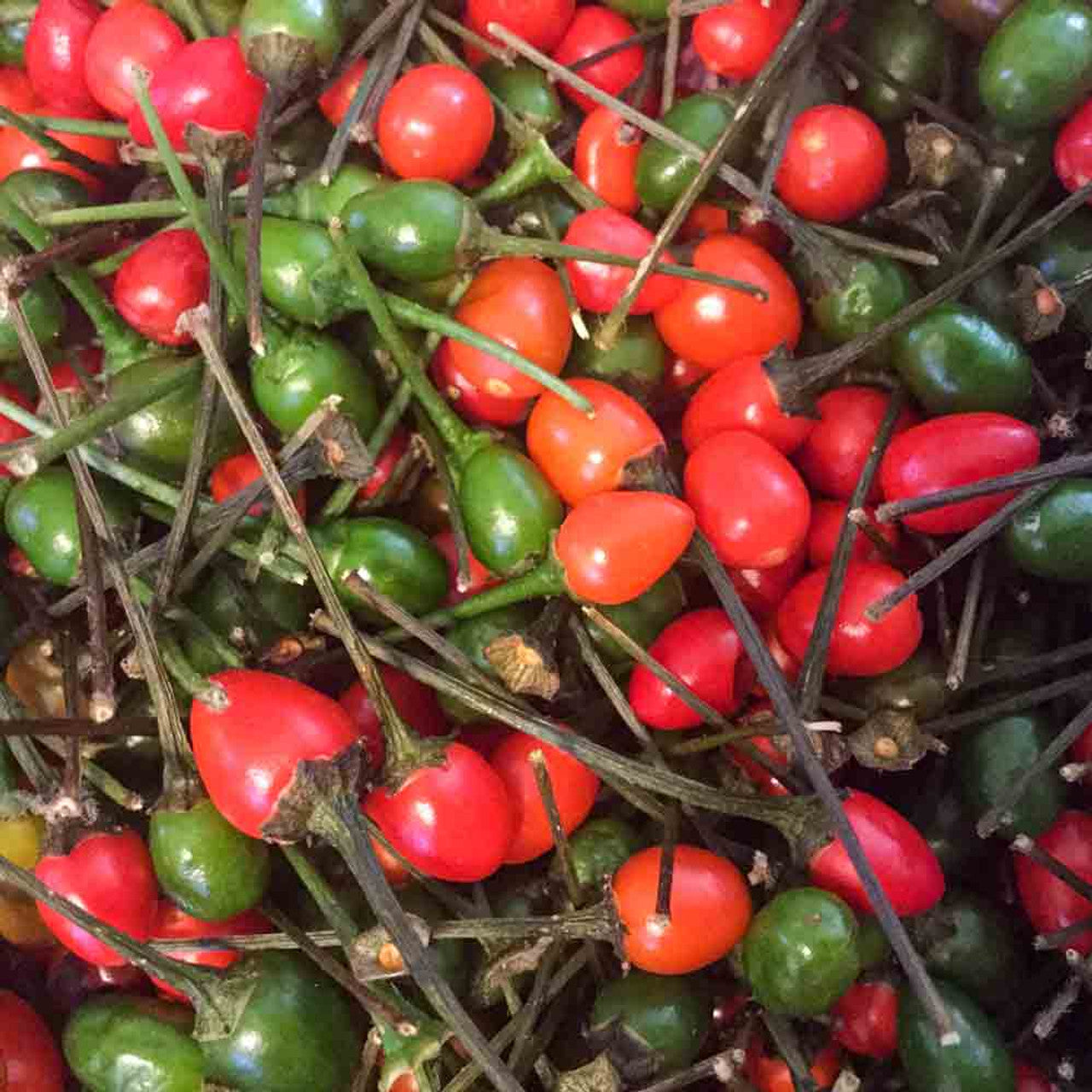 Semi di Peperoncino Chiltepin Ereditario