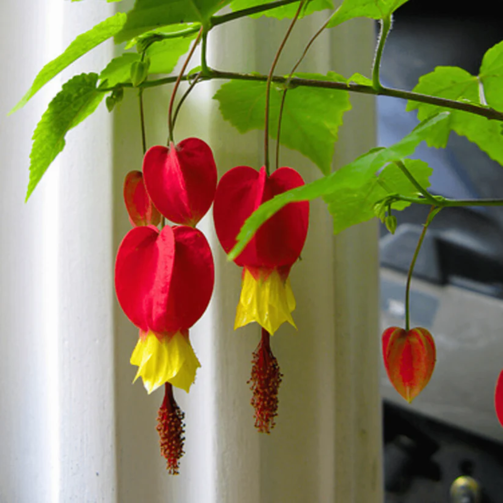 Trailing Abutilon Flower Seeds