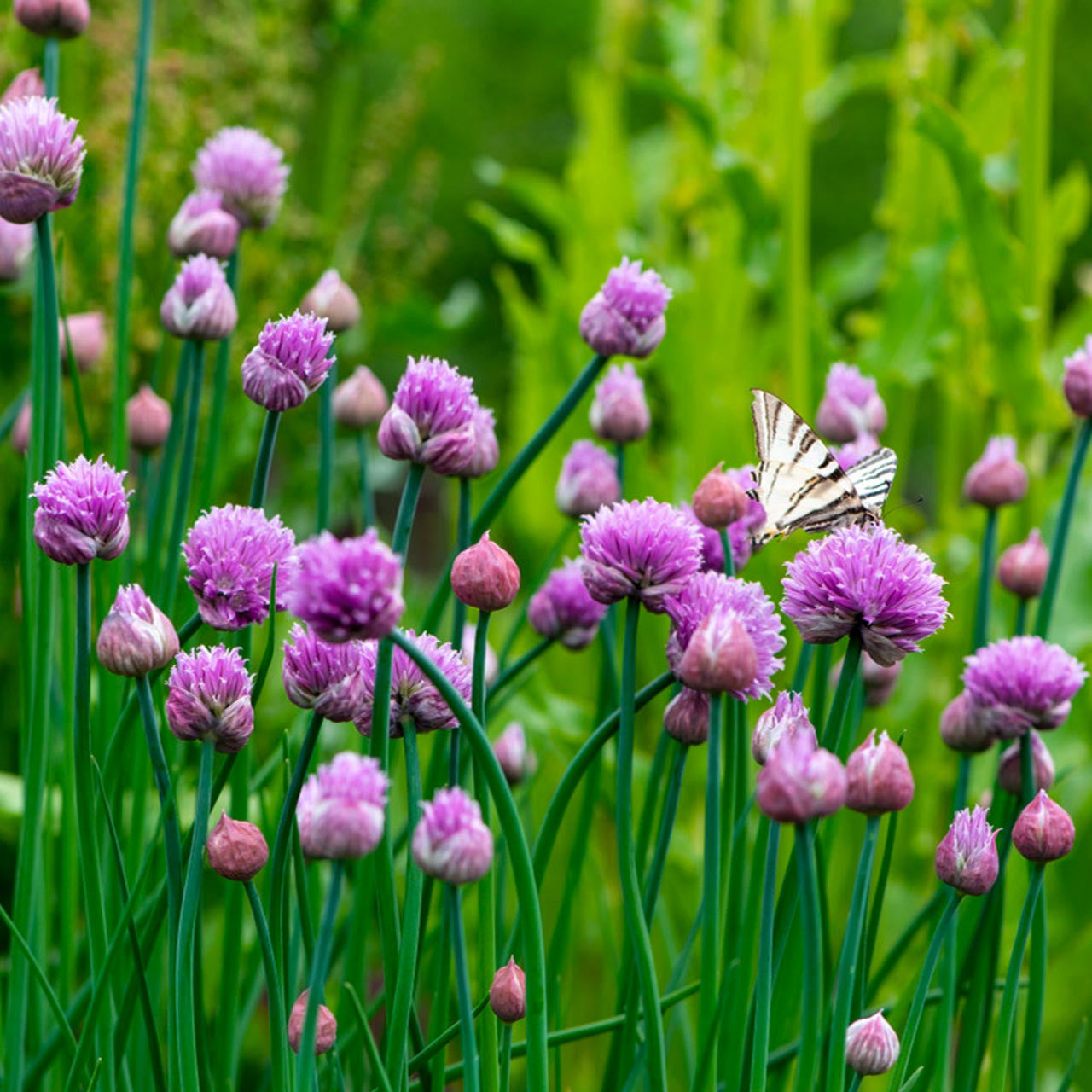 Chive (Allium Schoenoprasum) Herb Seeds