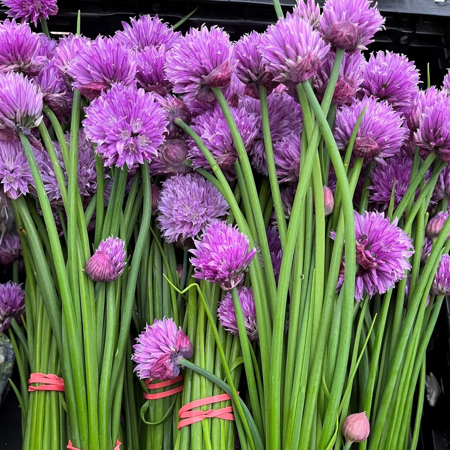 Chive (Allium Schoenoprasum) Herb Seeds