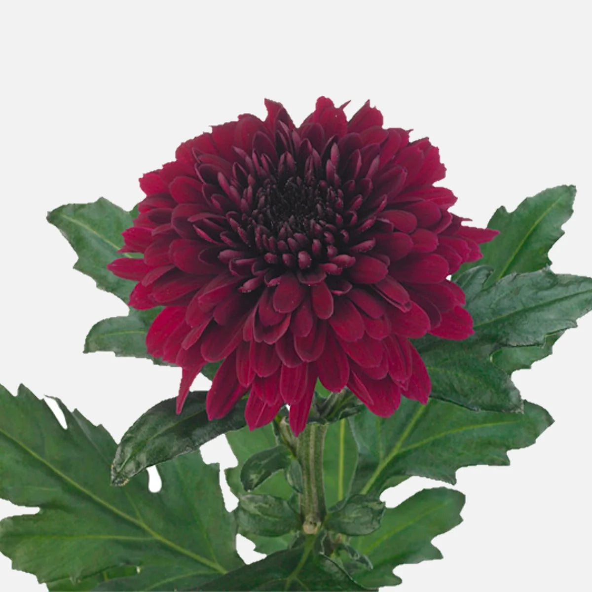Deep Red Chrysanthemum Flower seeds for Planting - Compact Growth, Heirloom & GMO Free Seeds for Home Garden