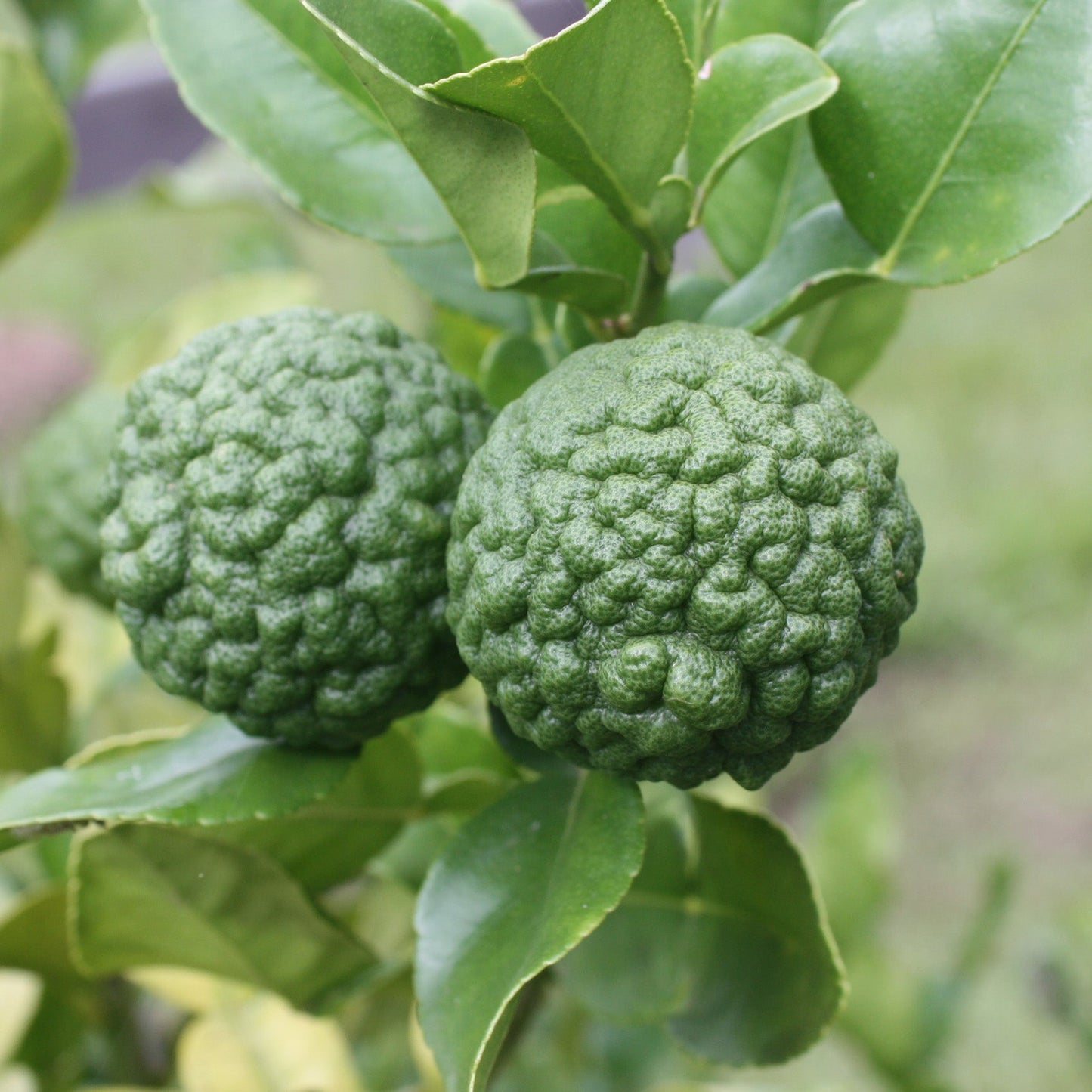 Kaffir Lime Fruit Seeds