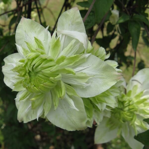 Light Green Clematis Flower seeds for Planting Colorful Display Heirloom & GMO Free Seeds for Home Garden
Sale seeds for home garden planting