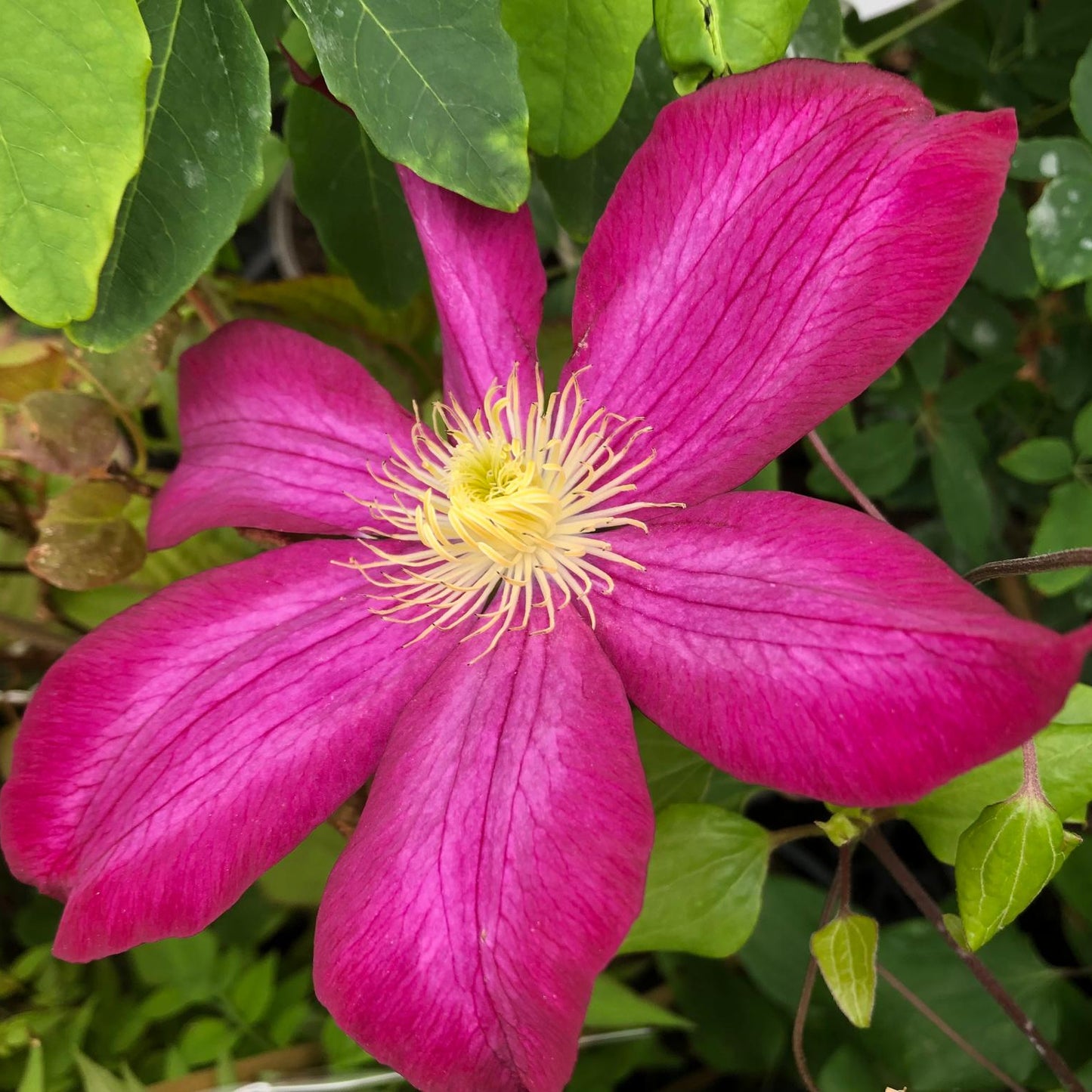 Clematis Bourbon Flower Seeds