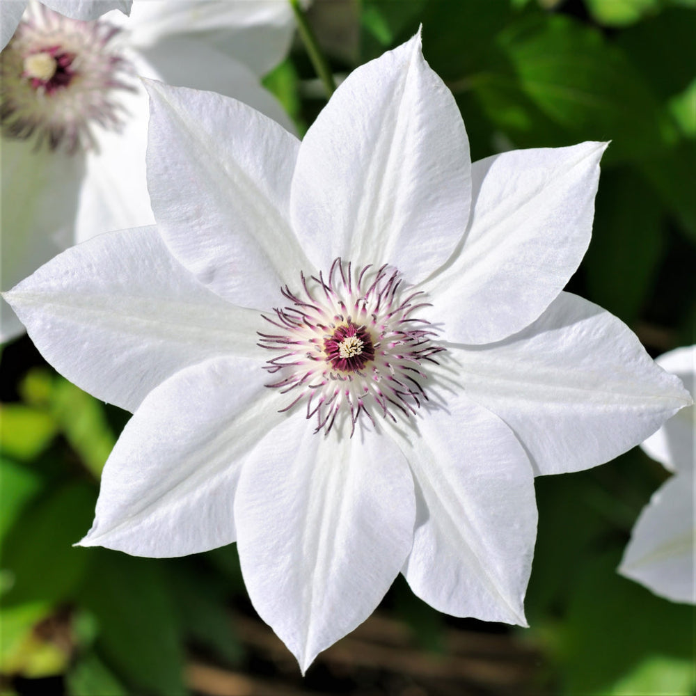 Clematis 'Henryi' Flower Seeds for Planting – Heirloom, Non-GMO, Easy to Grow, Perennial