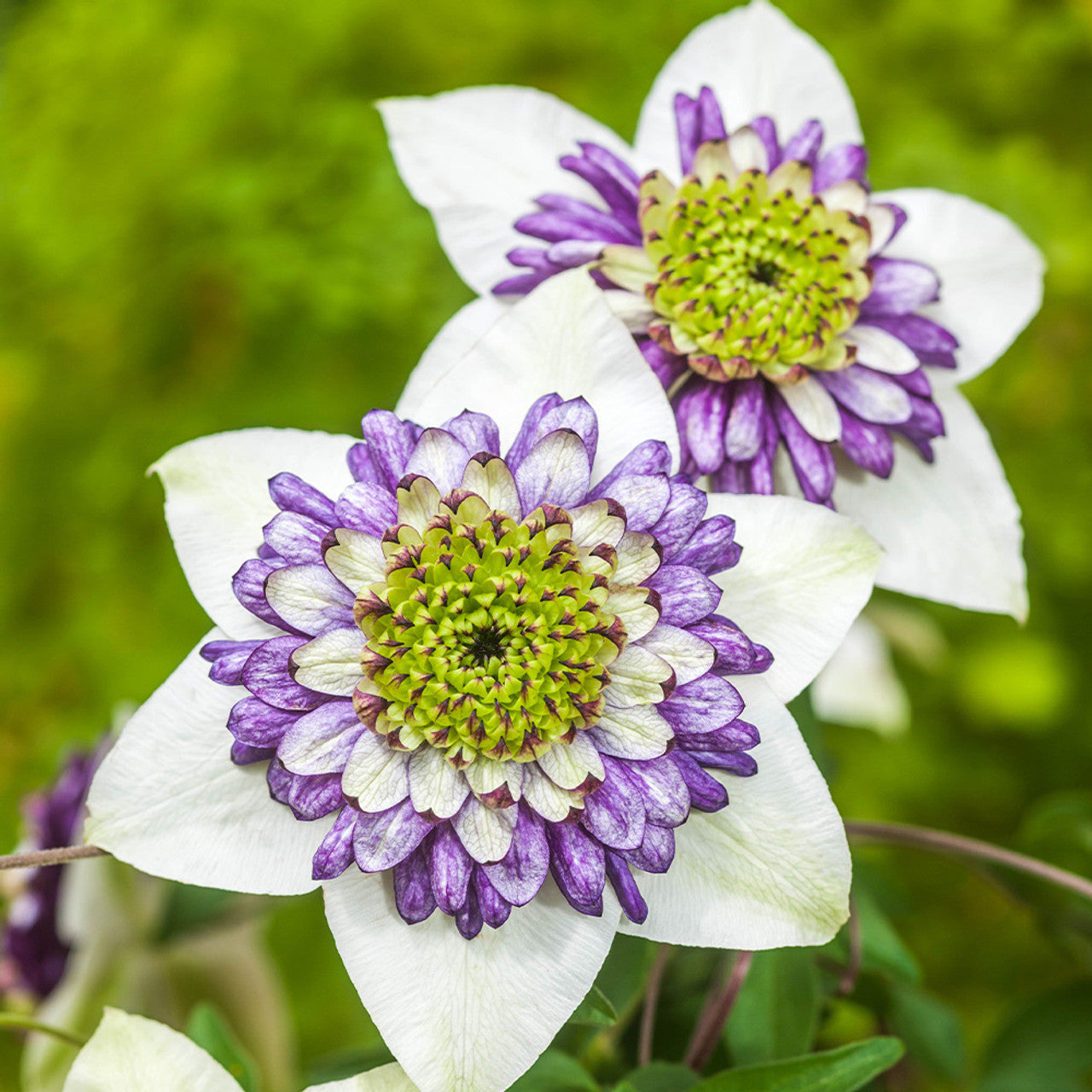 白紫色のクレマチスの花の種