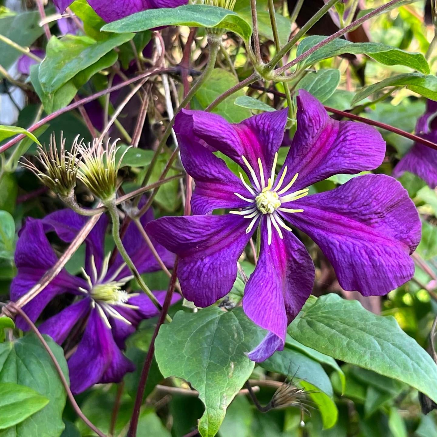 Purple Green Clematis Flower Seeds
