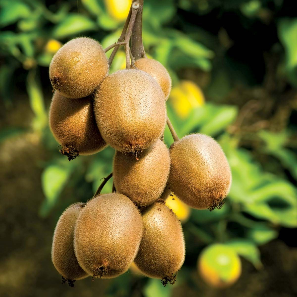 kiwi fruit seeds for planting Kiwi (Actinidia deliciosa) Fruit Seeds for Planting – Heirloom, Non-GM – Pure Asia Seeds