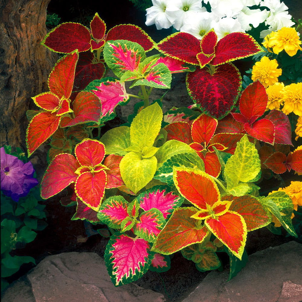 Mixed Color Coleus Flower seeds for Planting - Sun Loving, Heirloom & GMO Free Seeds for Home Garden
Sale for planting in home garden