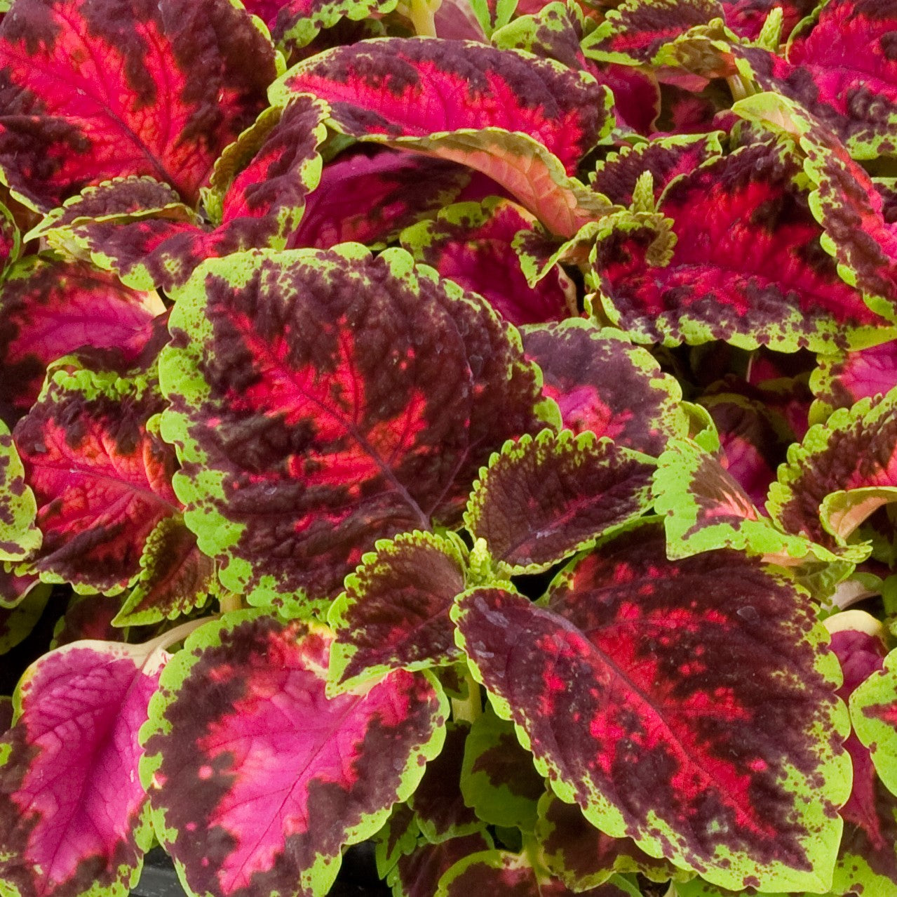 Coleus 'Fairway Ruby' Flower Seeds
