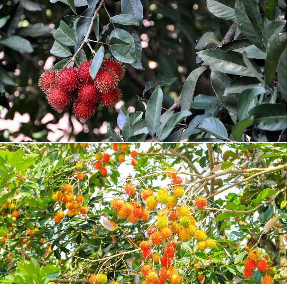 Rambutan Fruit Seeds for Planting – Heirloom, Non-GMO, Tropical Fruit