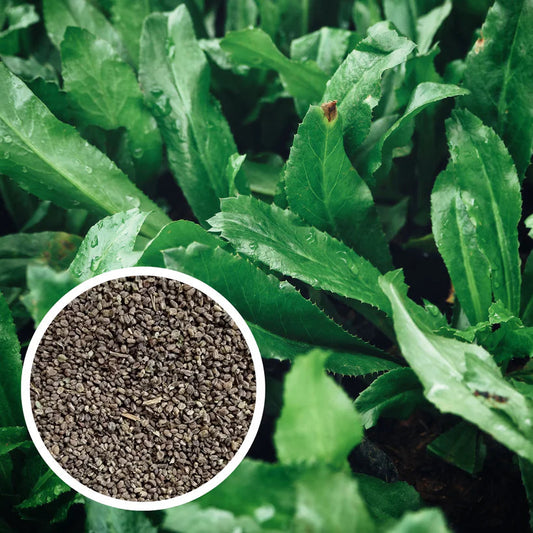 Culantro Herb Seeds for Planting – Heirloom, Non-GMO, Easy to Grow, Annual