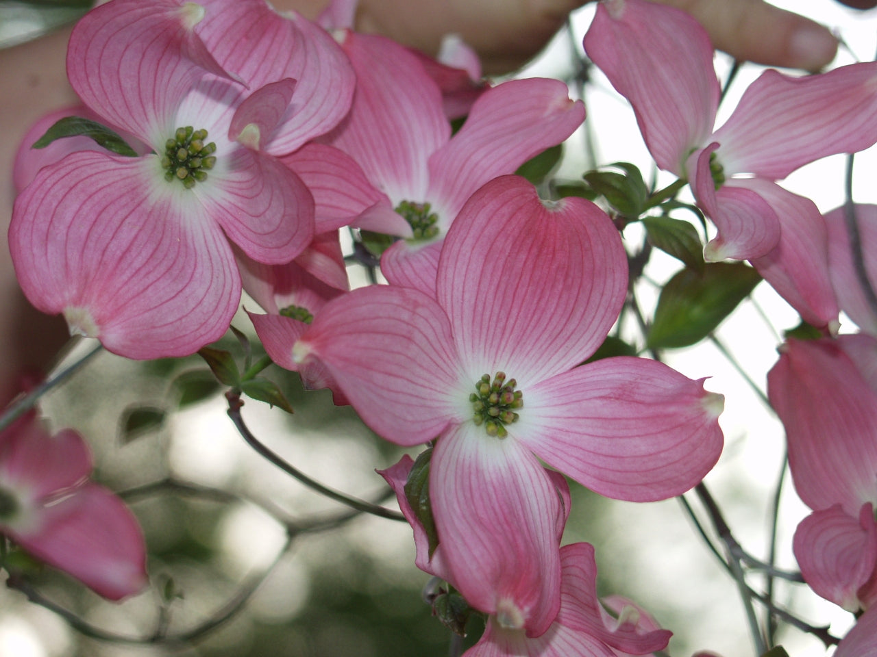 Pink Dogwood Flower Seeds