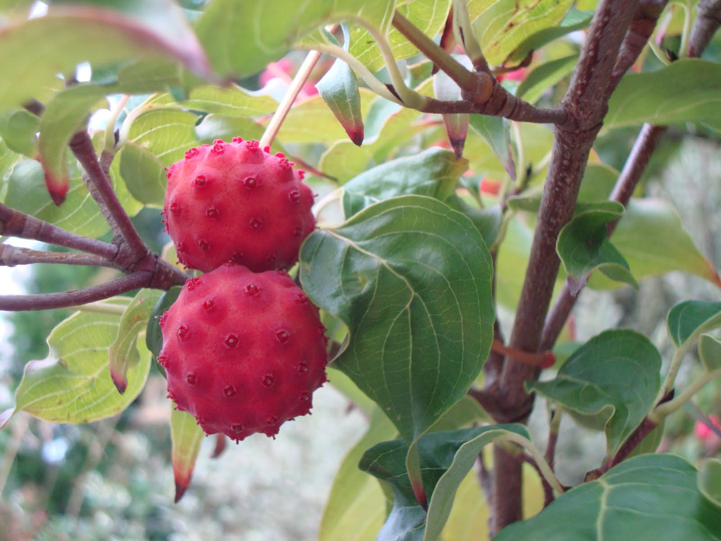 Semi di frutto di Cornus kousa