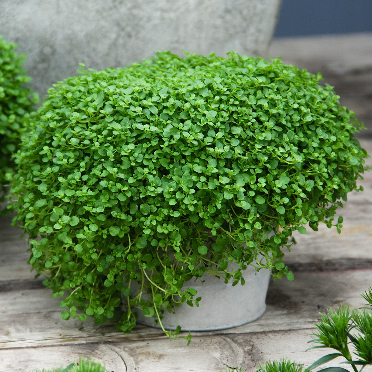 Semi di Erba Mentha Requienii