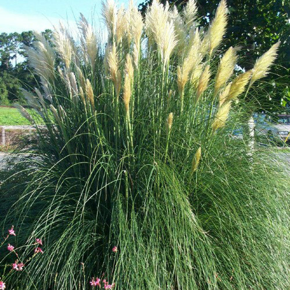 Graines d'herbe de pampa jaune