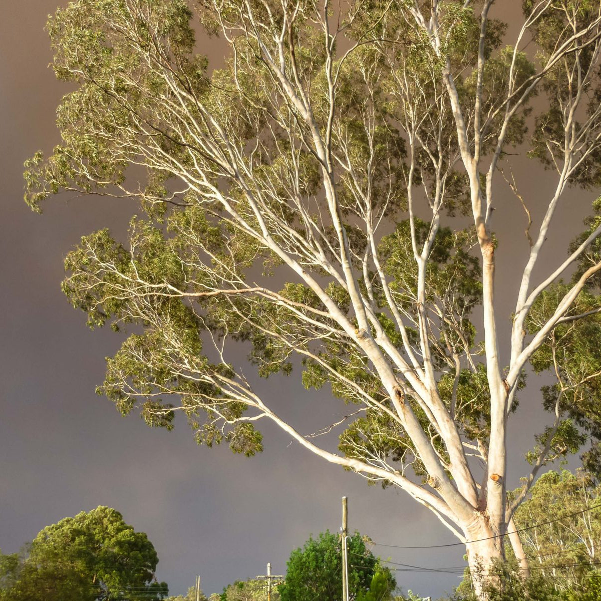 Corymbia Citriodora Tree Seeds