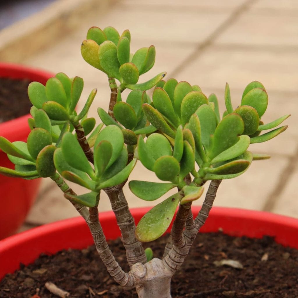 Crassula-Blumensamen zum Pflanzen - Gartenliebling