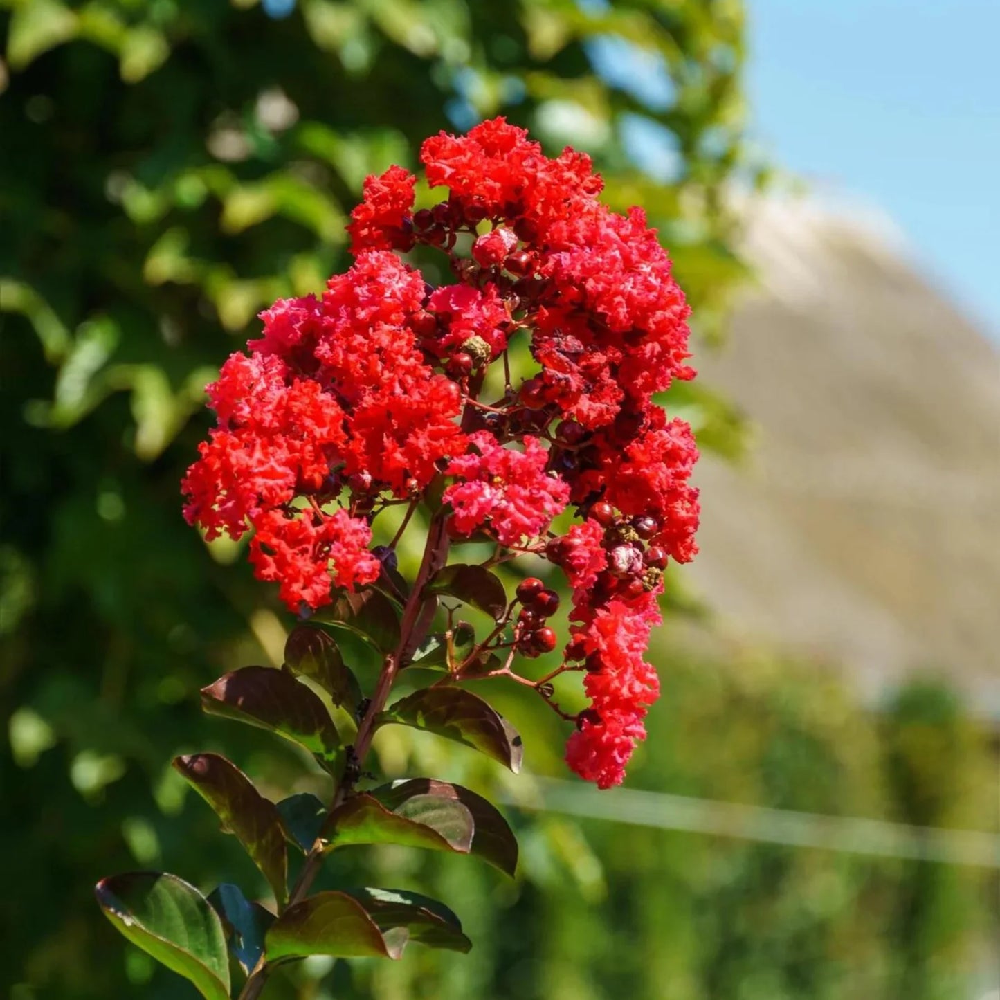 Red Crape Myrtle Flower Seeds