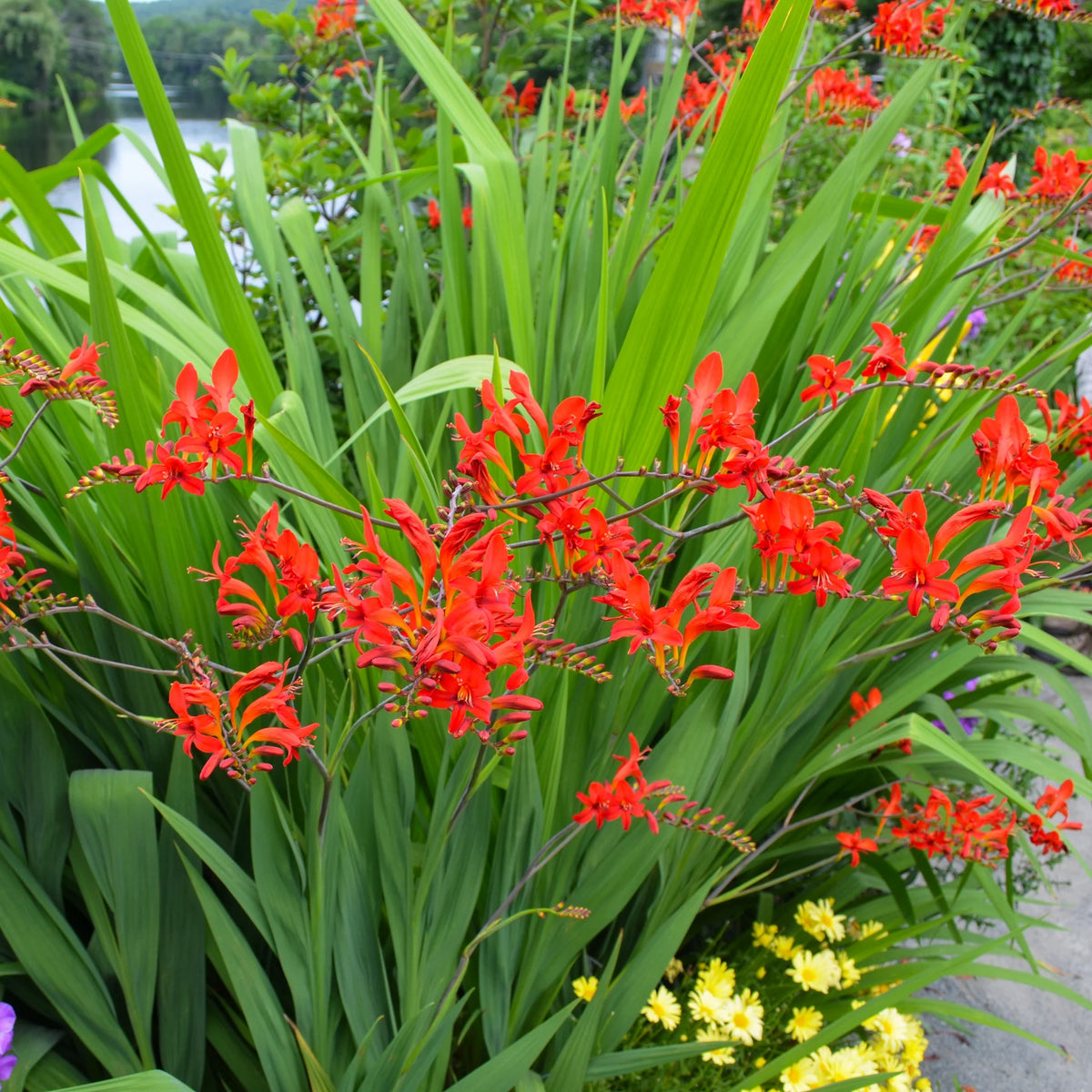 Crocosmia Flower seeds for Planting - Wildflower Mix, Heirloom & GMO Free Seeds for Home Garden