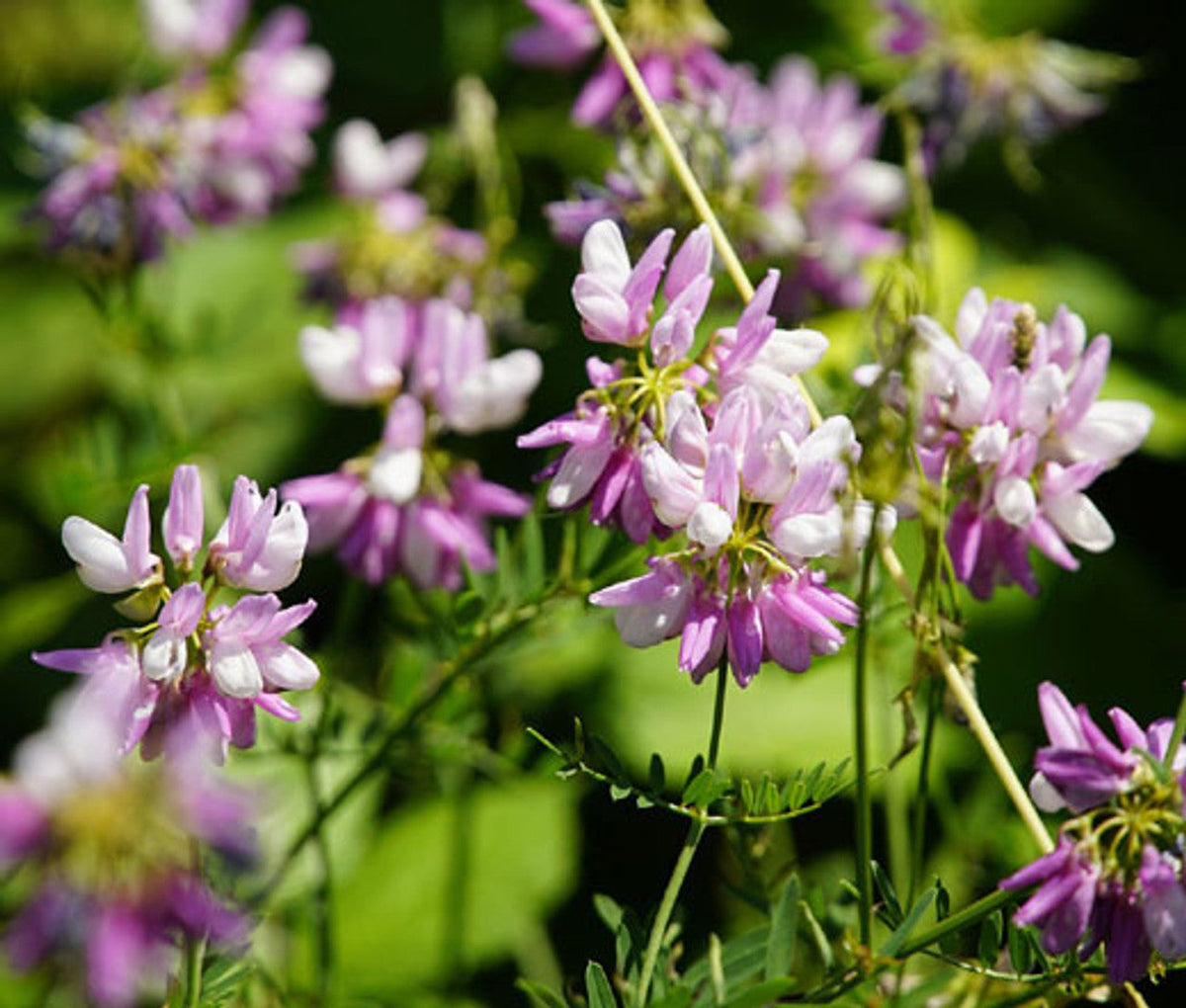 Vetch Coronilla Flower seeds for Planting Seasonal Bloomer Heirloom & GMO Free Seeds for Home Garden
Sale seeds for home garden planting