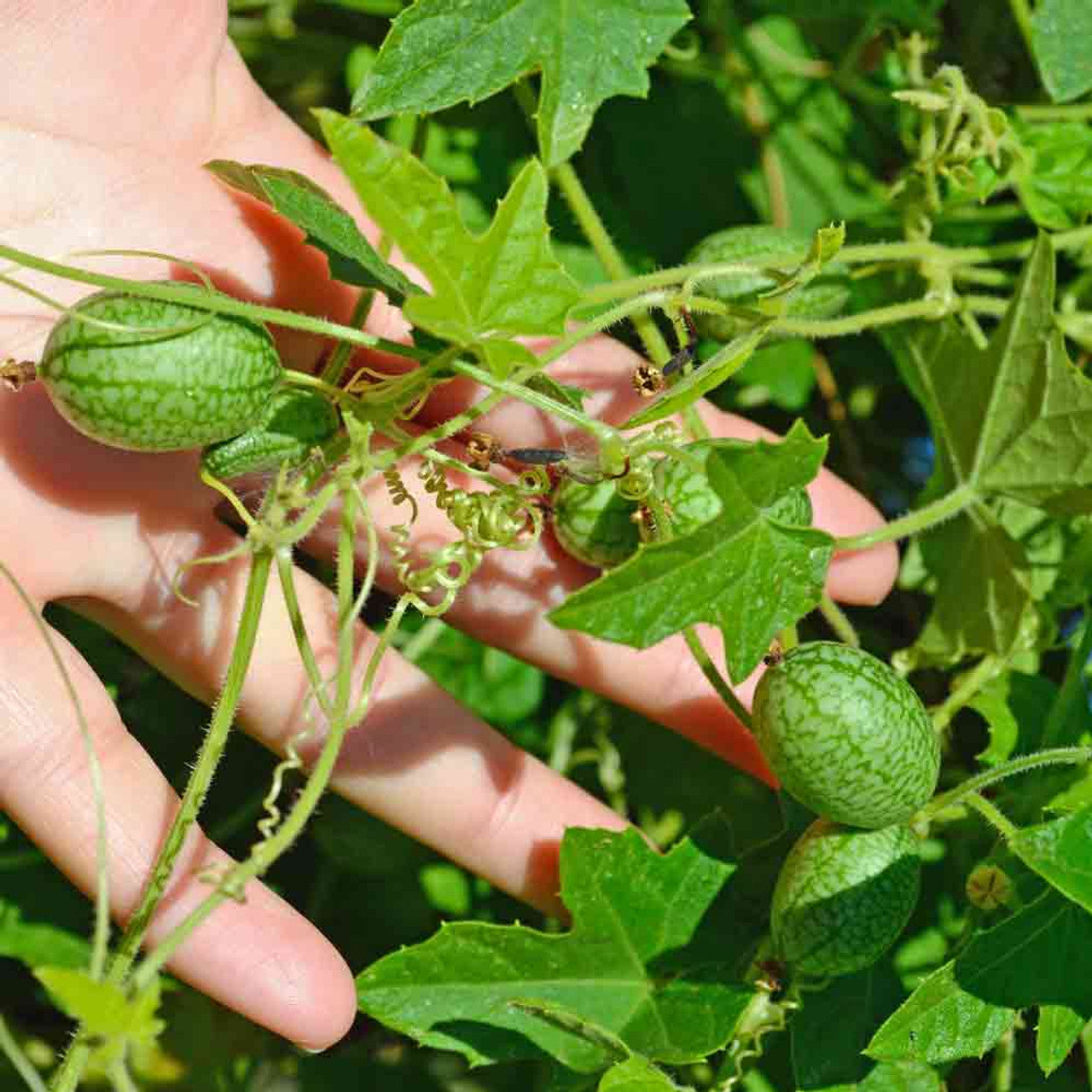 Melothria Scabra Vegetable Seeds