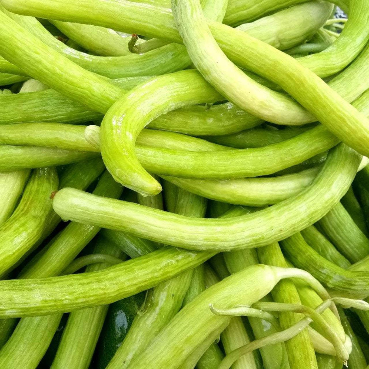 Armenian Yard-Long Cucumber Seeds – Unique Heirloom