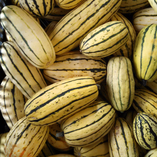 Delicata Squash Vegetable Seeds for Planting – Heirloom, Non-GMO, Easy to Grow, Winter Variety