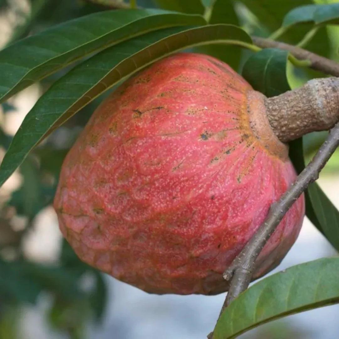 Jamaican Custard Apple Fruit Seeds