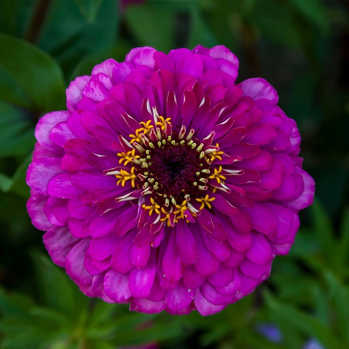 Semi di fiore Zinnia viola