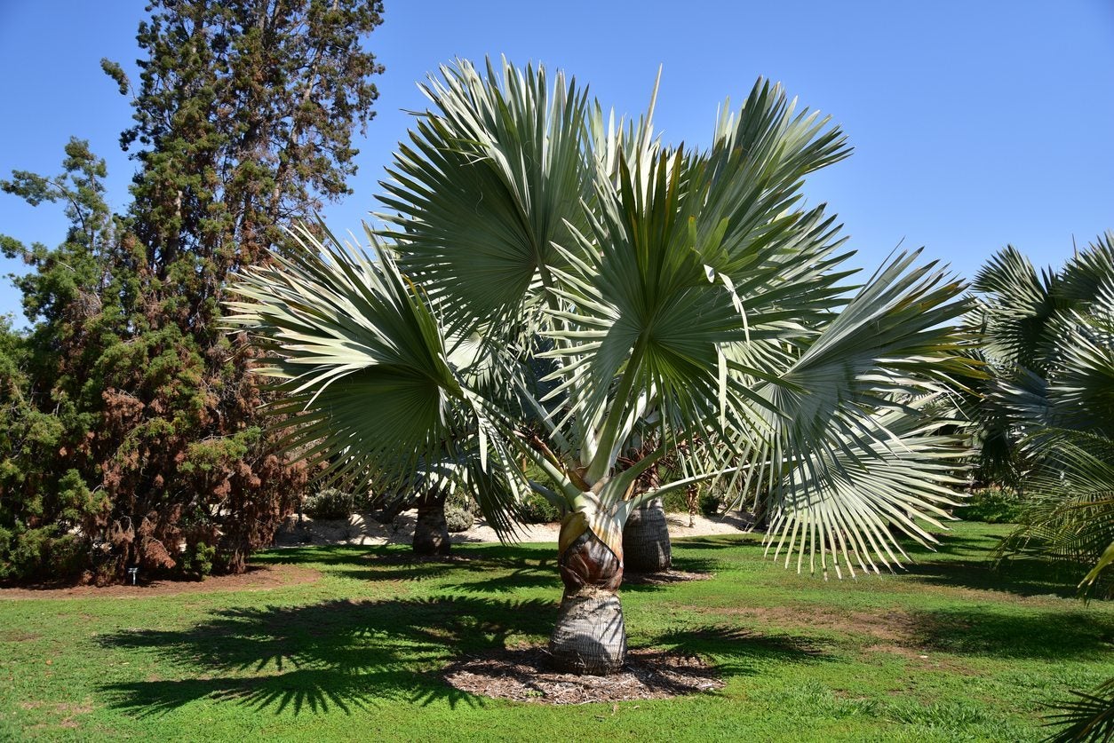 Bismarck Palm Tree Seeds