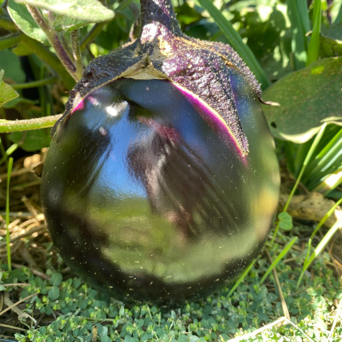 Graines de Légumes Aubergine Japonaise Kamo