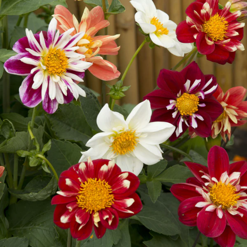 Collarette Dahlia Flower Seeds