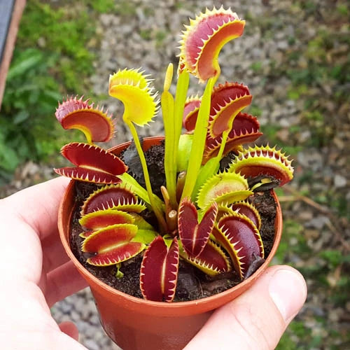 PCS Easy-Care Venus Flytrap Seeds – Fast-Germinating Exotic Carnivorous Plants