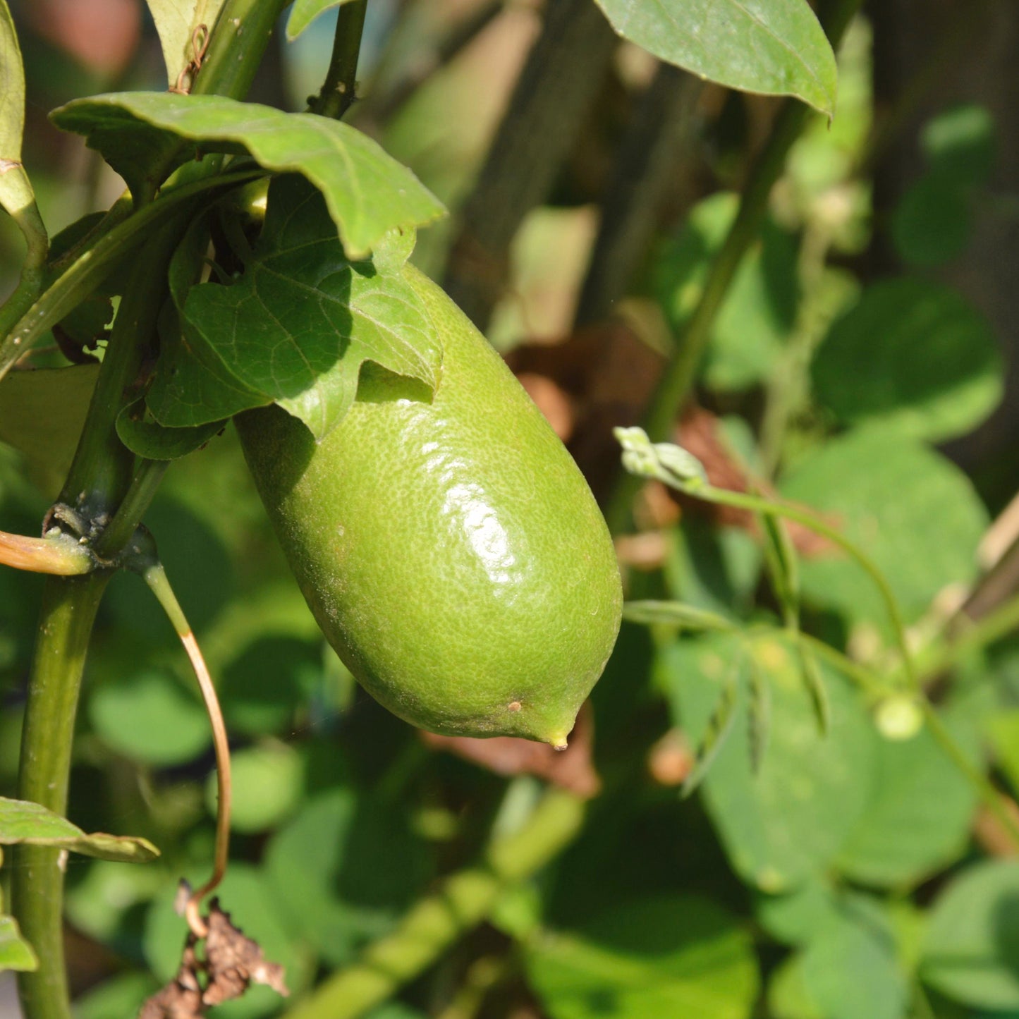 Finger Lime Fruit Seeds