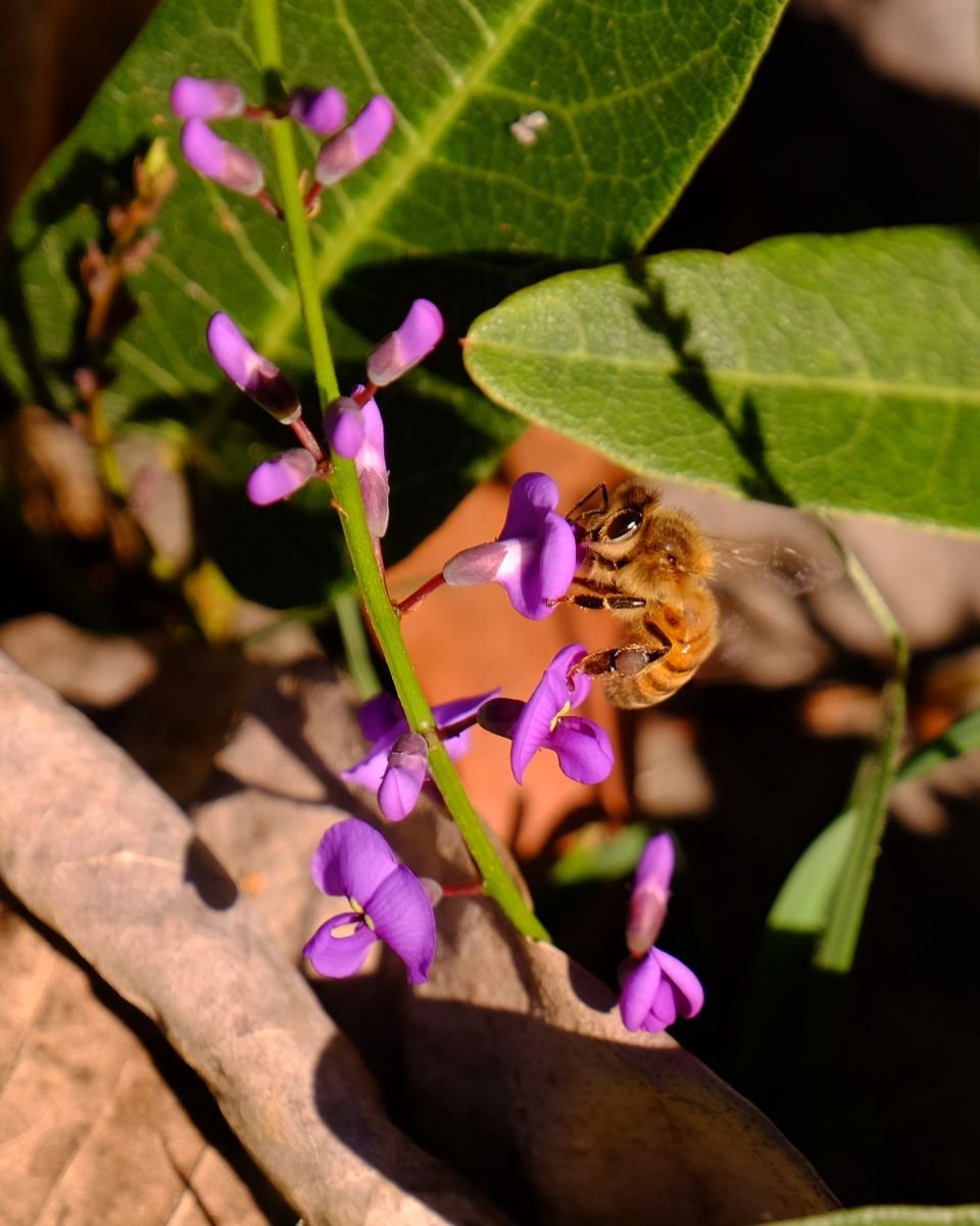 Hardenbergia Australian Sarsaparilla Flower Seeds