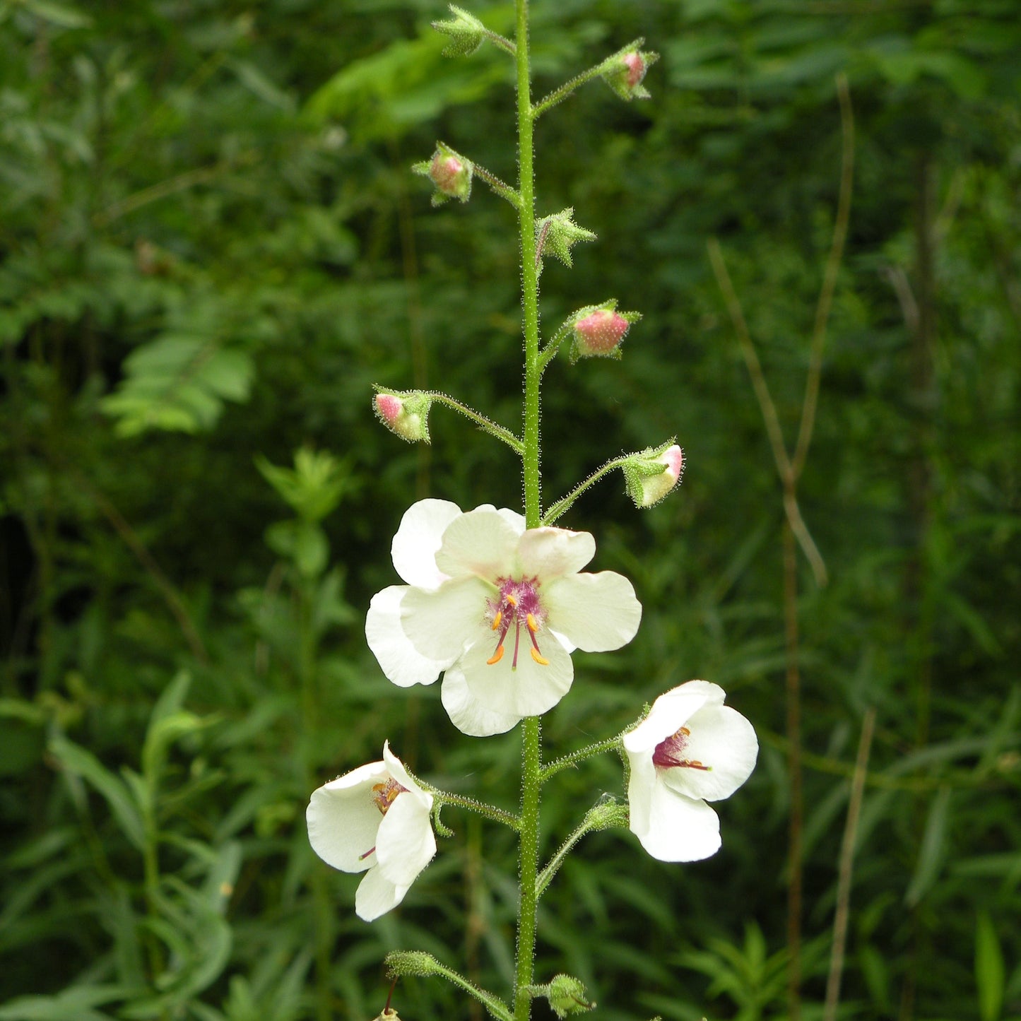 Moth Mullein Flower Seeds