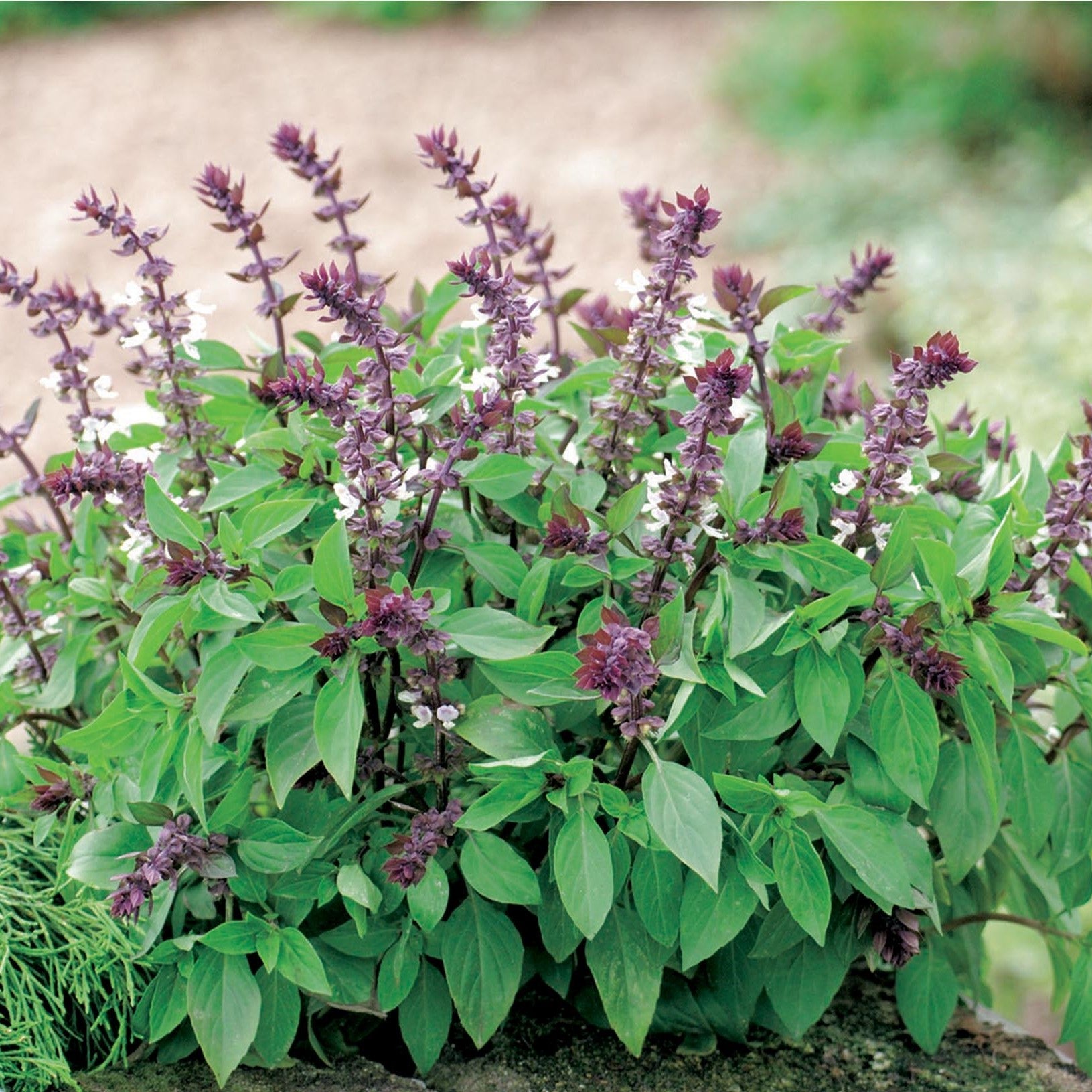 plant basil from seed Basil Herb Seeds for Planting – Heirloom, Non-GMO, Easy to Grow – Pure Asia Seeds