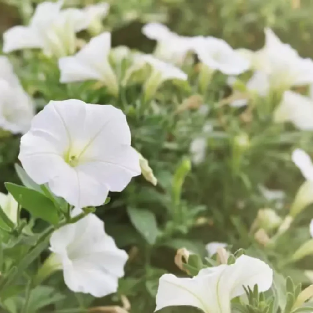 Mondblumensamen, weiße Blüten