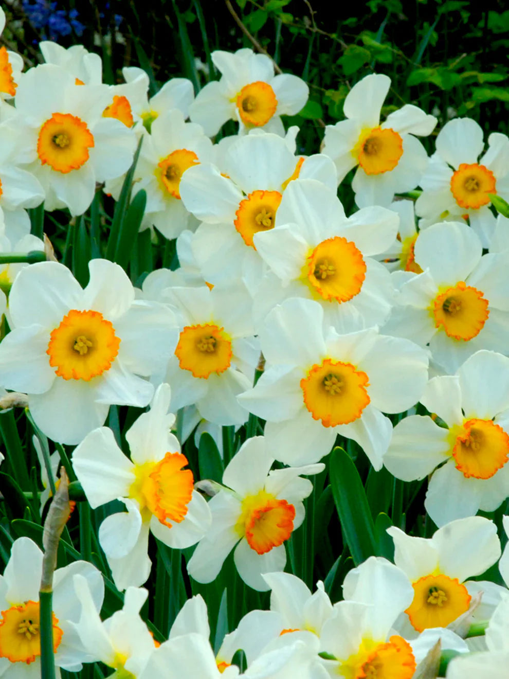 Daffodil (Daffodil Narcissus) seeds for planting in home garden