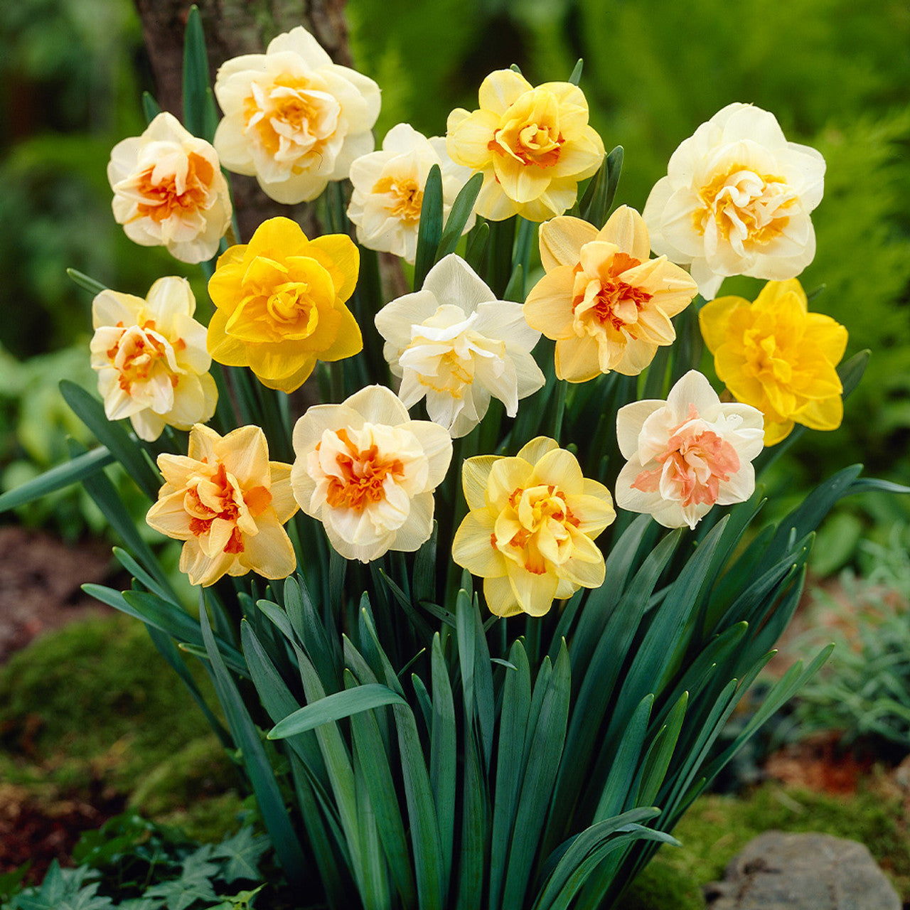 daffodil flower seeds Double Petals Narcissus Daffodil Flower Seeds for Planting – Heirloom, – Pure Asia Seeds