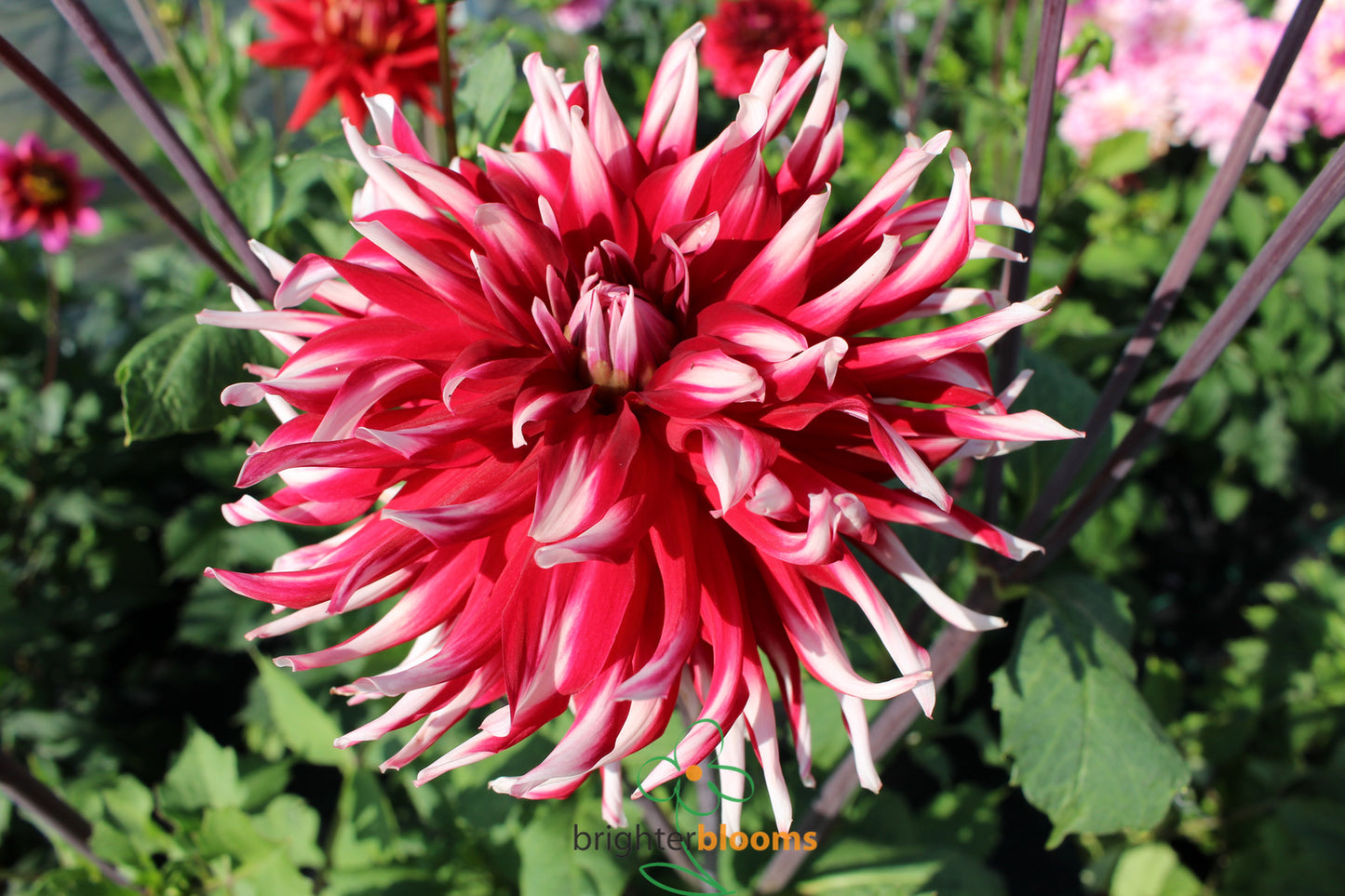 Cactus Dahlia Flower Seeds