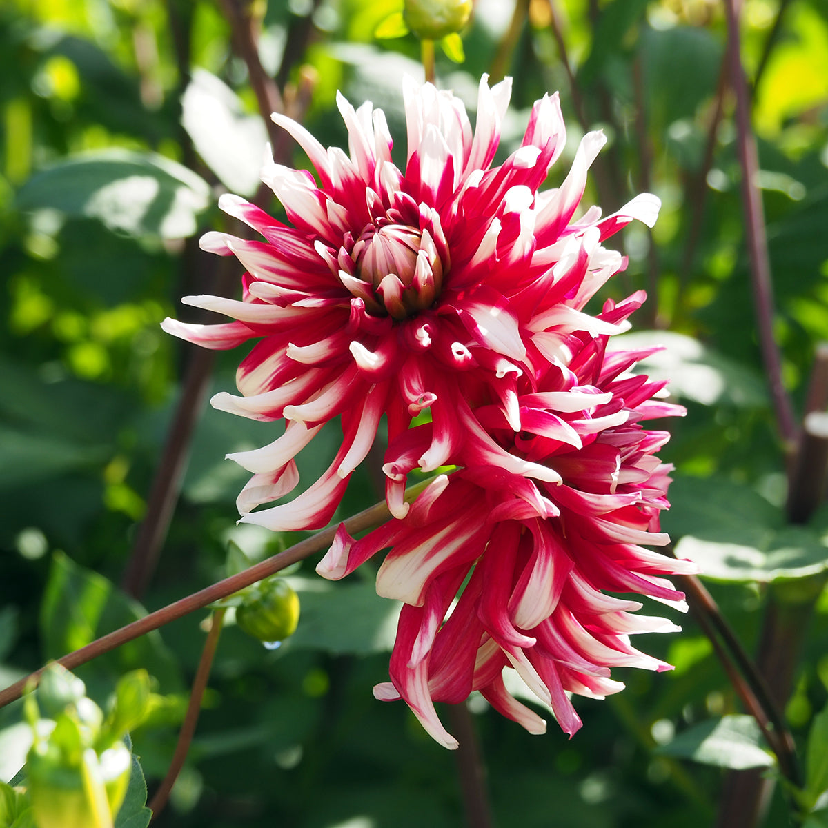 Cactus Dahlia Flower Seeds