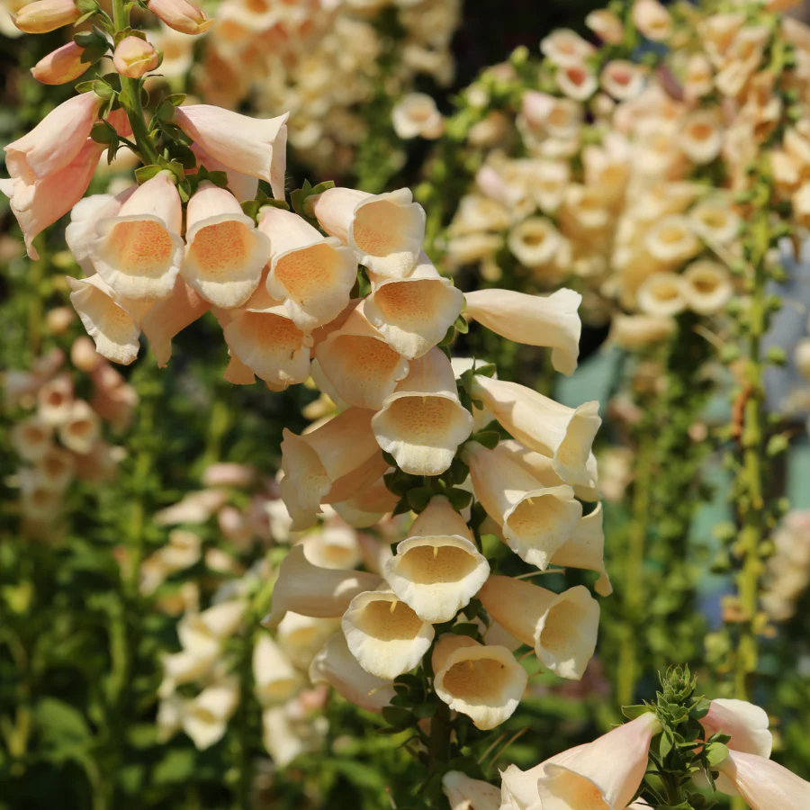 Peach Foxglove Flower Seeds